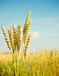 gold ears of wheat under sky. soft focus on field gold ears of wheat under sky. soft focus on field