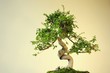 Bonsai chinesische Ulme (Ulmus parvifolia)