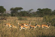 Gazelles Gazelles