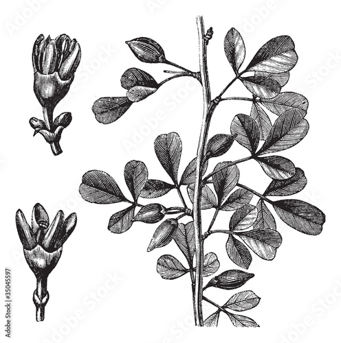 Vector: Myrrh vintage engraving Myrrh vintage engraving