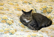 the cat