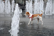 Wet  Parson Jack Russell Terrier wandering through fountain