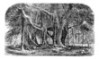 Banyan or Ficus benghalensis, vintage engraving.