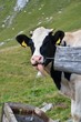 Kuh beim trinken Kuh beim trinken