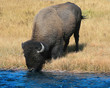 Bison Bison