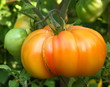 Ananas Tomate - Marvel Striped