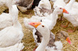 goose white bird in farmyard head neck goose white bird in farmyard head neck