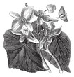Begonia or Begoniaceae flower, vintage engraving.