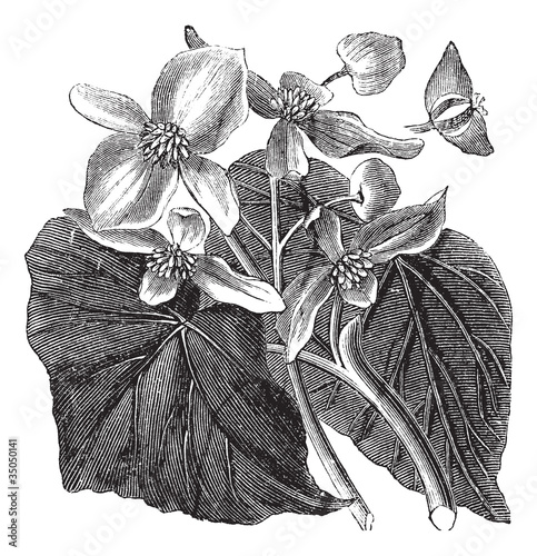 Vector: Begonia or Begoniaceae flower, vintage engraving. Begonia or Begoniaceae flower, vintage engraving.