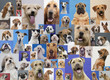 Montage of various dogs