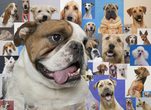 Photo: English bulldog and montage of various dogs English bulldog and montage of various dogs