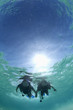 Couple scuba diving