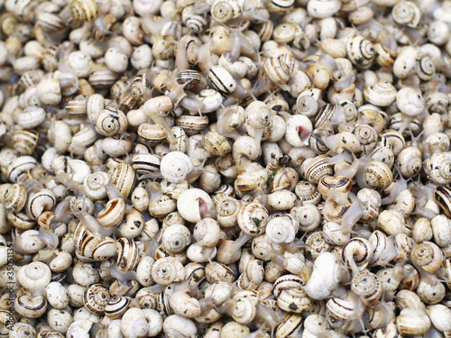 Photo: Close up of periwinkle shells Close up of periwinkle shells