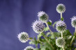 Echinops