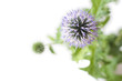 Echinops