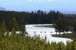 Elk crossing river in remote area
