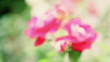 Video: Focusing on pink roses Focusing on pink roses