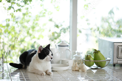 Photo: 猫 猫