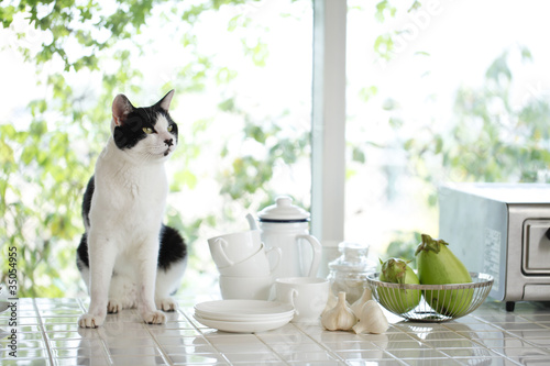 Photo: 猫 猫