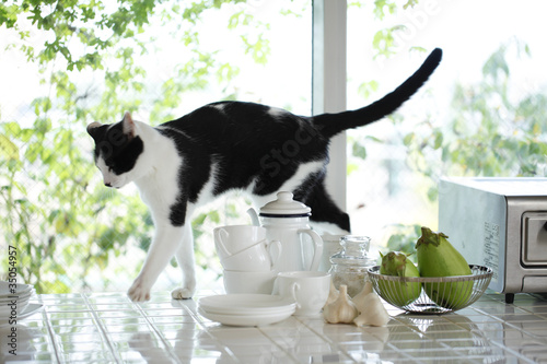 Photo: 猫 猫