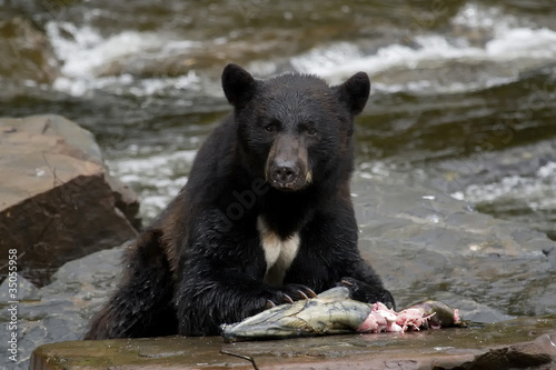 Photo: Black bear, Alaska Black bear, Alaska