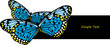 baterfly