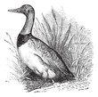 Common shelduck or tadoma tadoma vintage engraving