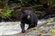 Black bear, Alaska