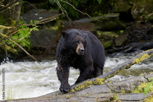 Photo: Black bear, Alaska Black bear, Alaska