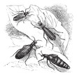 Cantharis or lytta vesticatoria or Spanish fly  vintage engravin