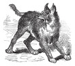 Caracal or Lynx vintage engraving