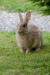 Wildkaninchen