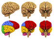 Human Brain