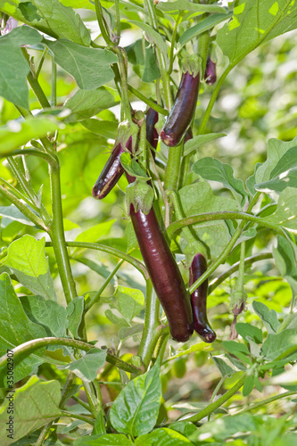 Photo: Young Eggplants Young Eggplants