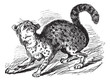 Oncilla vintage engraving