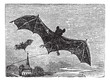 Common Bat vintage engraving