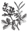 Greater Celandine vintage engraving Greater Celandine vintage engraving