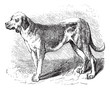 Bloodhound or Saint Hubert Hound or Sleuth Hound or Canis lupus Bloodhound or Saint Hubert Hound or Sleuth Hound or Canis lupus