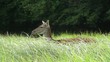 Video: Damhirsche Damhirsche