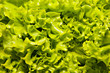 Green lettuce texture