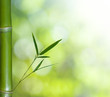 Foto: Bamboo Bamboo