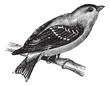 Wild Canary or American Goldfinch or Eastern Goldfinch vintage e Wild Canary or American Goldfinch or Eastern Goldfinch vintage e