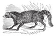Civet or Viverridae vintage engraving