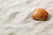 Muschel liegt im Sand am Strand