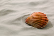 Foto: Muschel liegt im Sand am Strand Muschel liegt im Sand am Strand