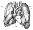 Human Heart and Lungs vintage engraving
