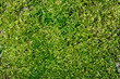 Abstract green moss background