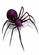 black widow spider isolated on white black widow spider isolated on white