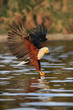 African Fish Eagle atacks fish at lake Naivasha, Kenya