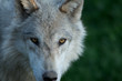 Photo: American timber wolf American timber wolf
